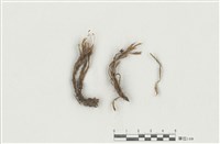 藏品(小鳳尾苔)的圖片